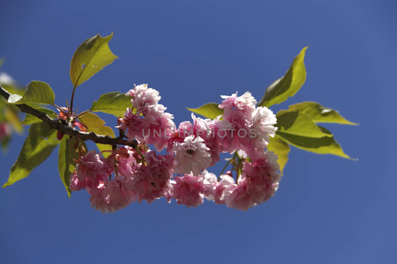 cherry blossom by Toyashoo