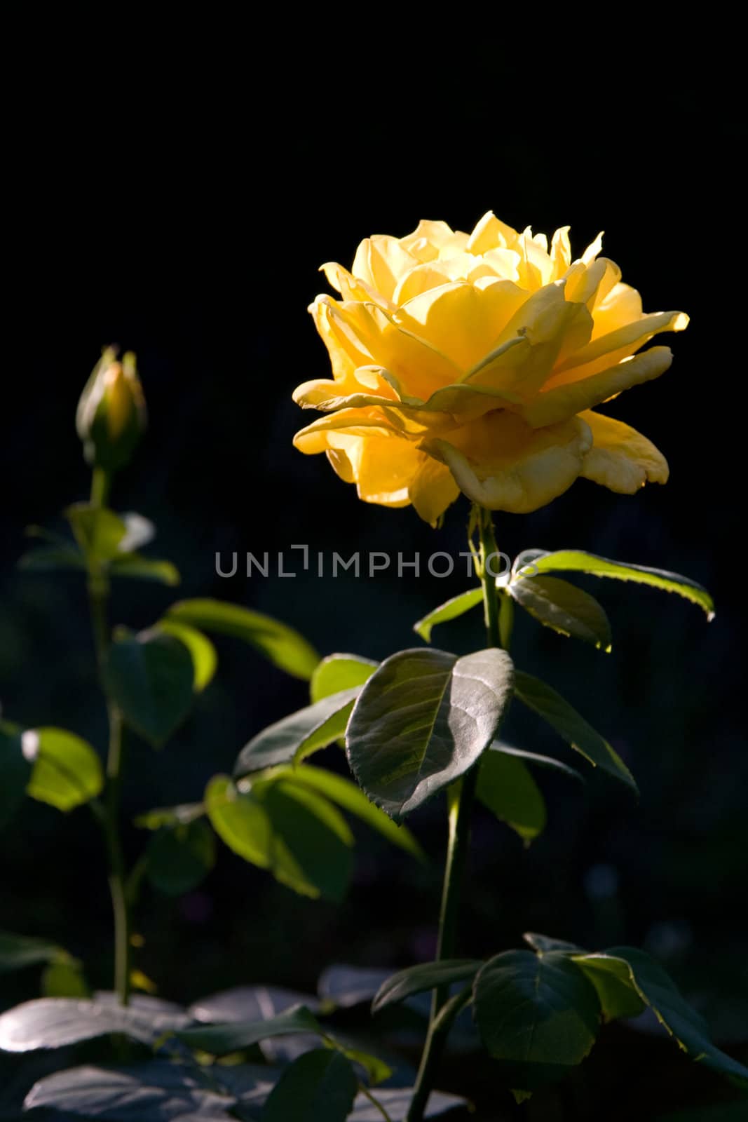 A rose in the morning light