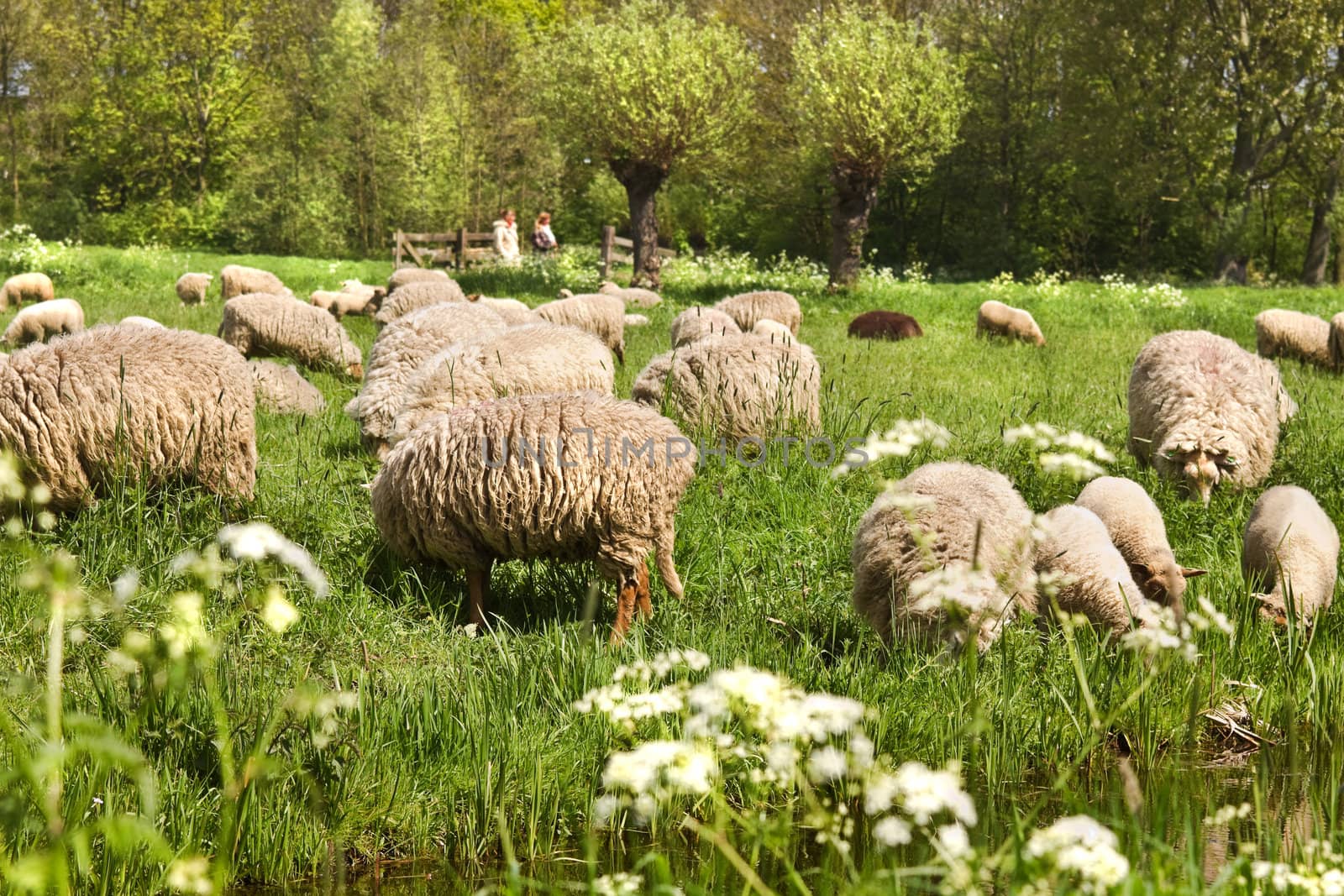 Country walk in spring and meadows with flowering Gravelroot and flock of sheep
