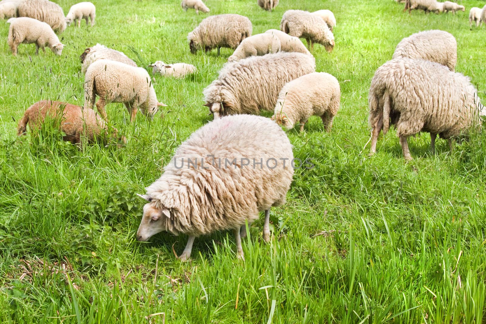 Flock of sheep grazing on sunny day in spring