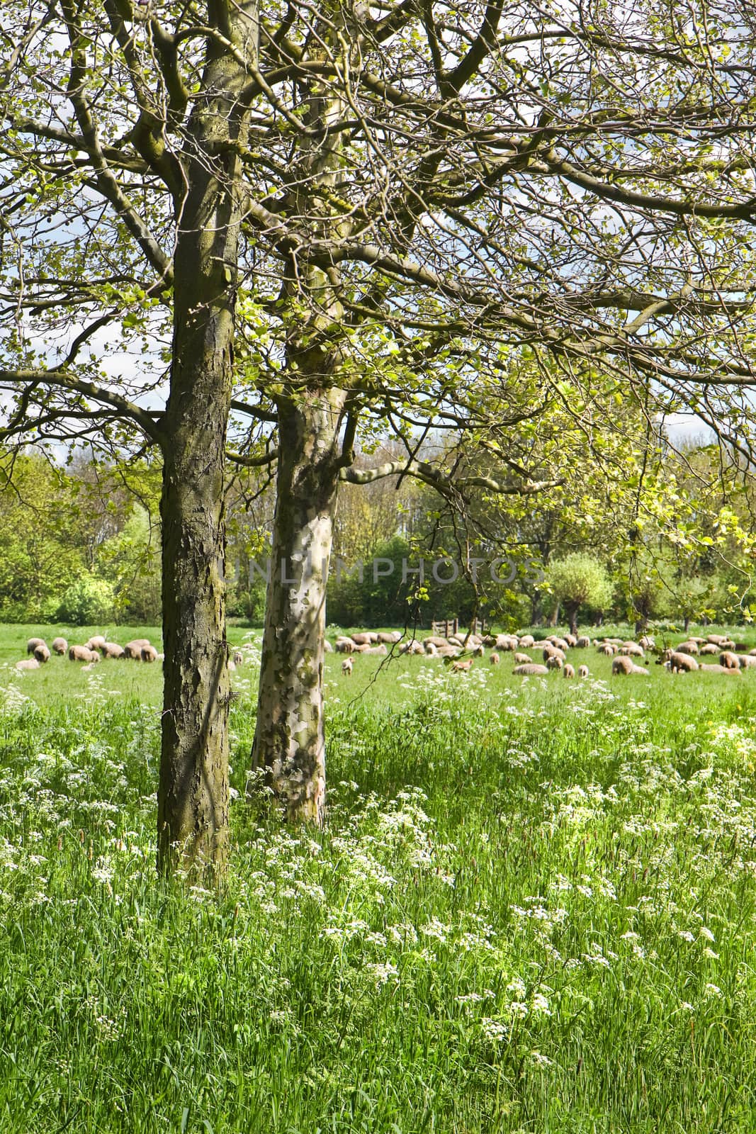 Country landscape with trees, flock of sheep and flowering Gravelroot  in spring - vertical