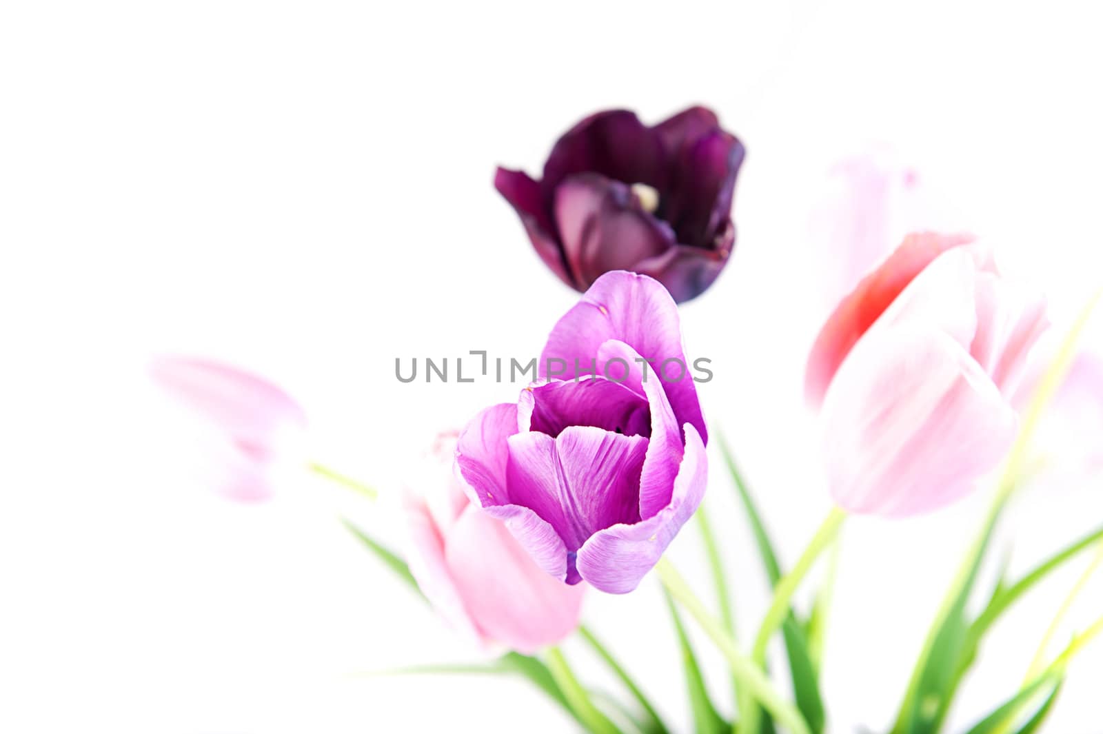 Bunch of beautiful bright spring flowers - colorful tulips against white background. Shallow DOF
