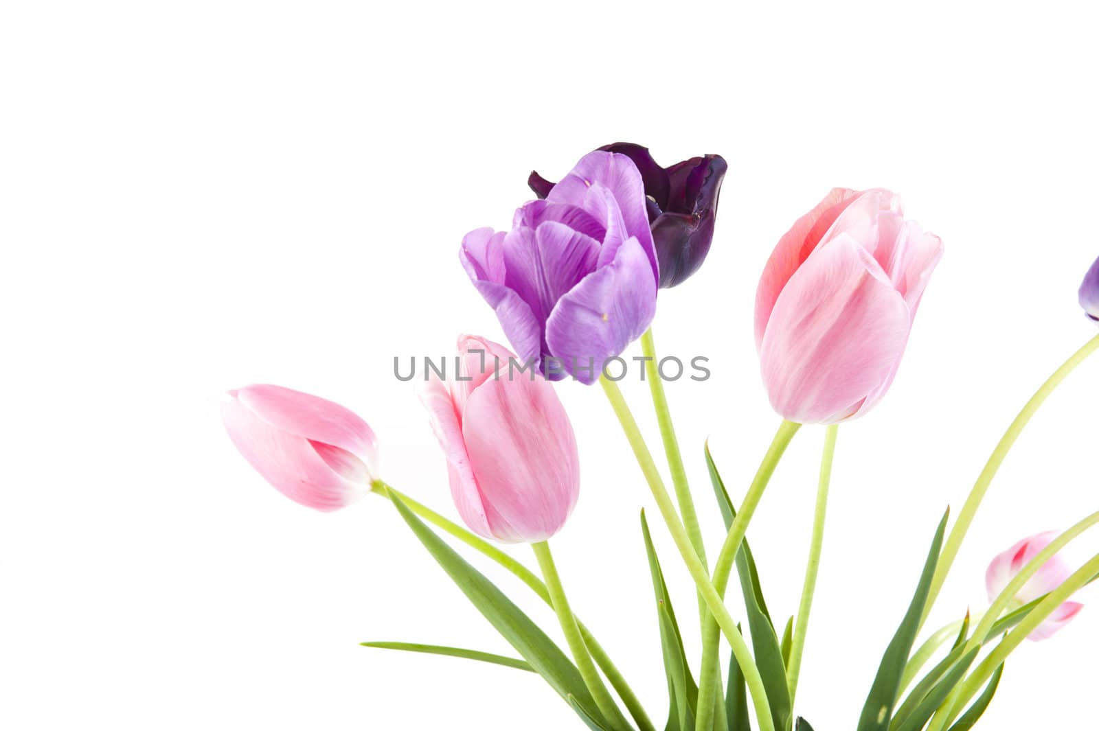 Bunch of beautiful spring flowers - colorful tulips against white background