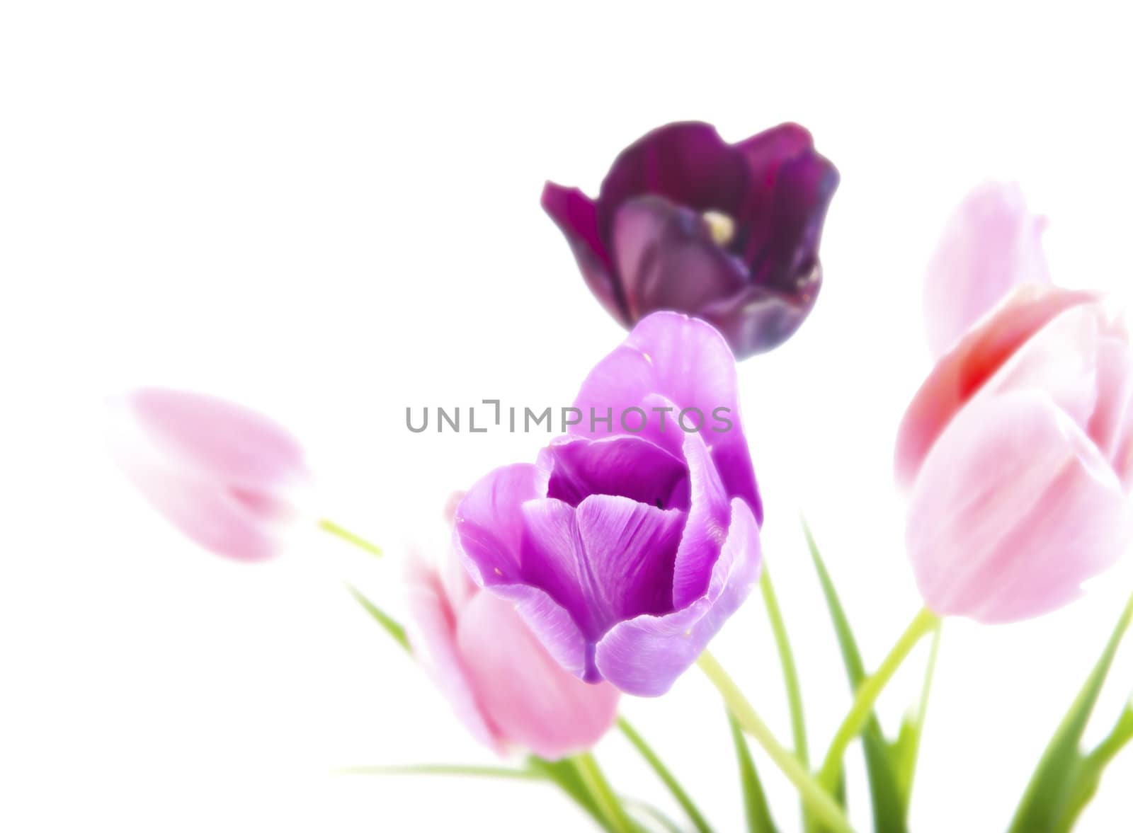 Bunch of beautiful spring flowers - colorful tulips against white background with shallow DOF and ultrasoft light