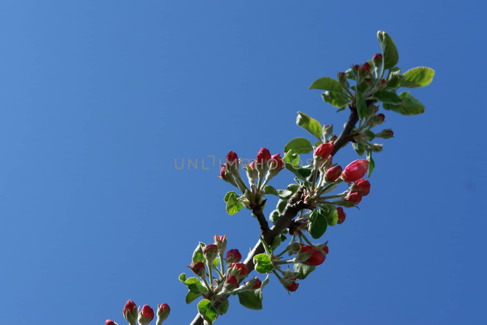 apple blossoms against blue sky on a sunny day