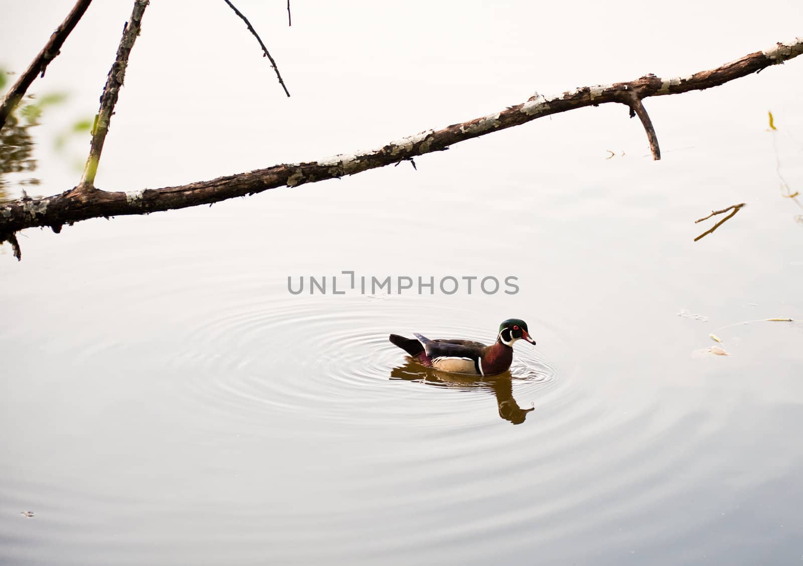 Duck floating in a pond