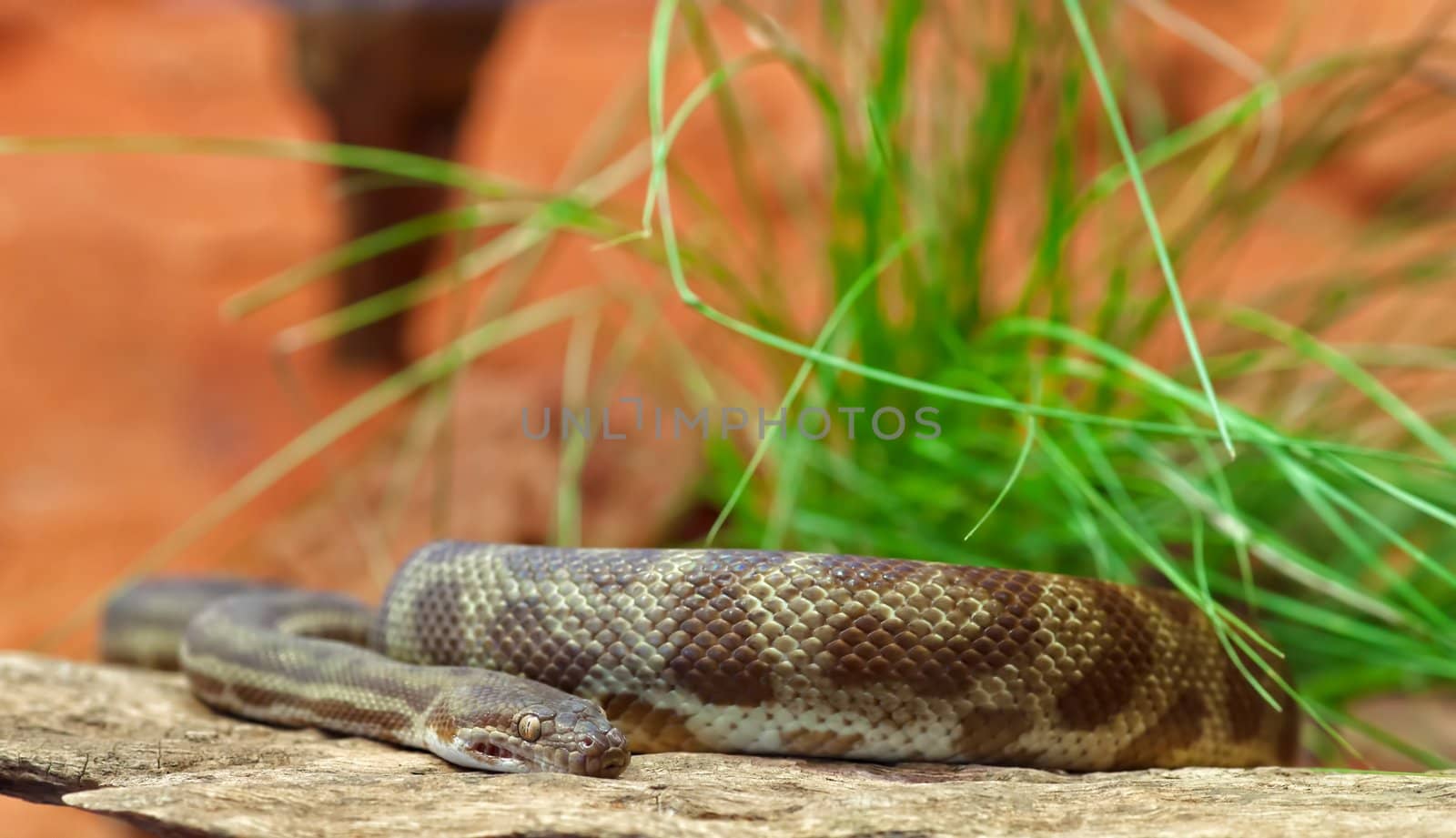 stimsons python antarasia stimsoni.snake laying on a rock.