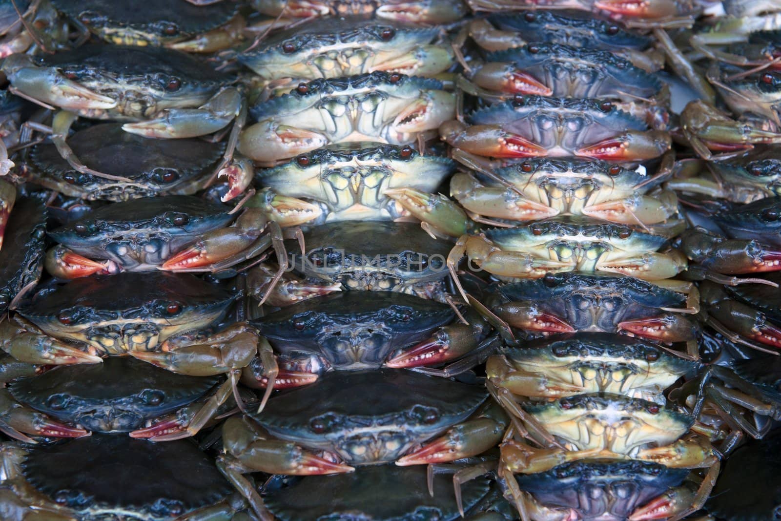 lots of crabs for sale by clearviewstock