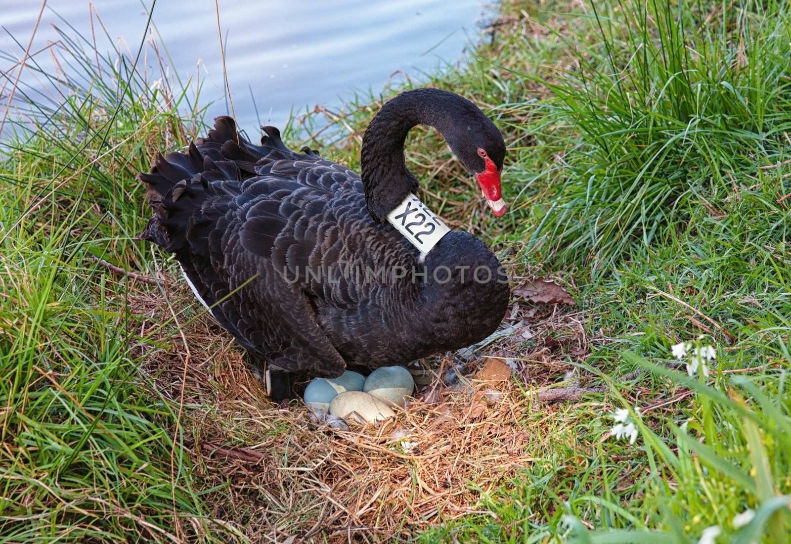 a black swan sits on eggs on the edge of the yarra river in melbourne