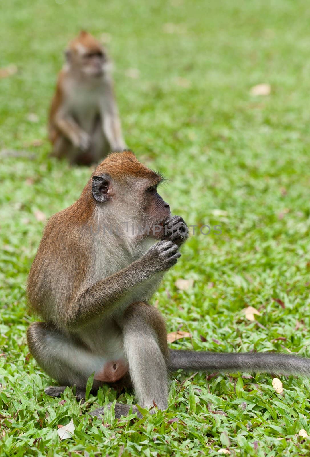 a small macaque monkey in penang malaysia