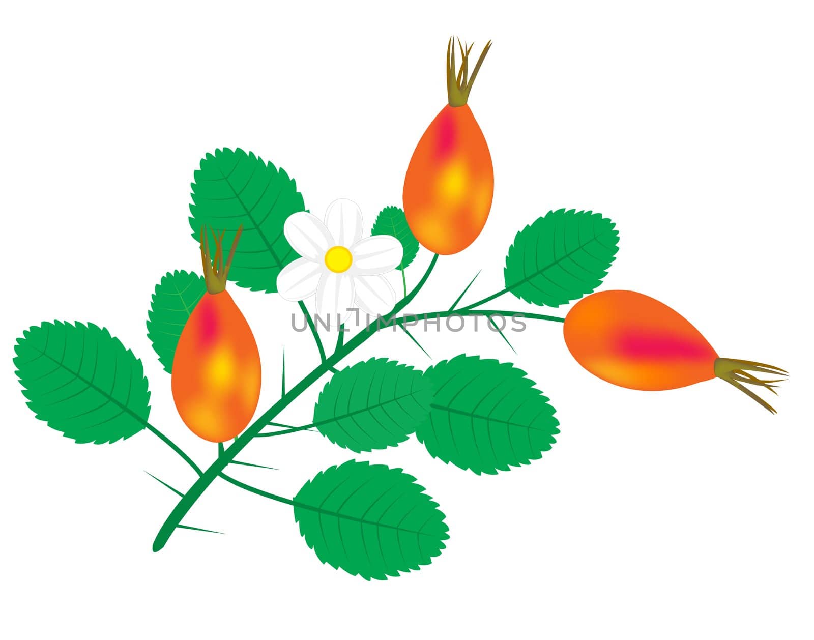 Illustration of the branch of the wild rose on white background
