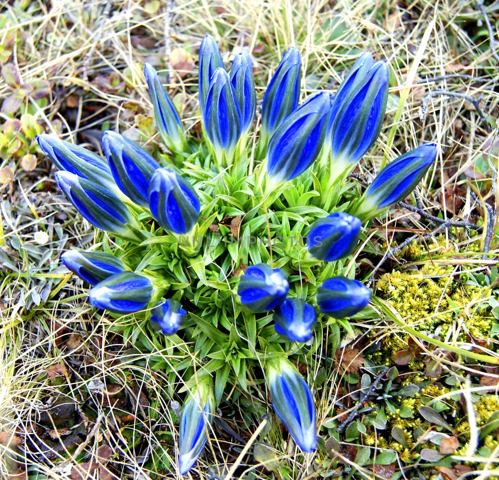 Mountain flowerses by springtime by cobol1964