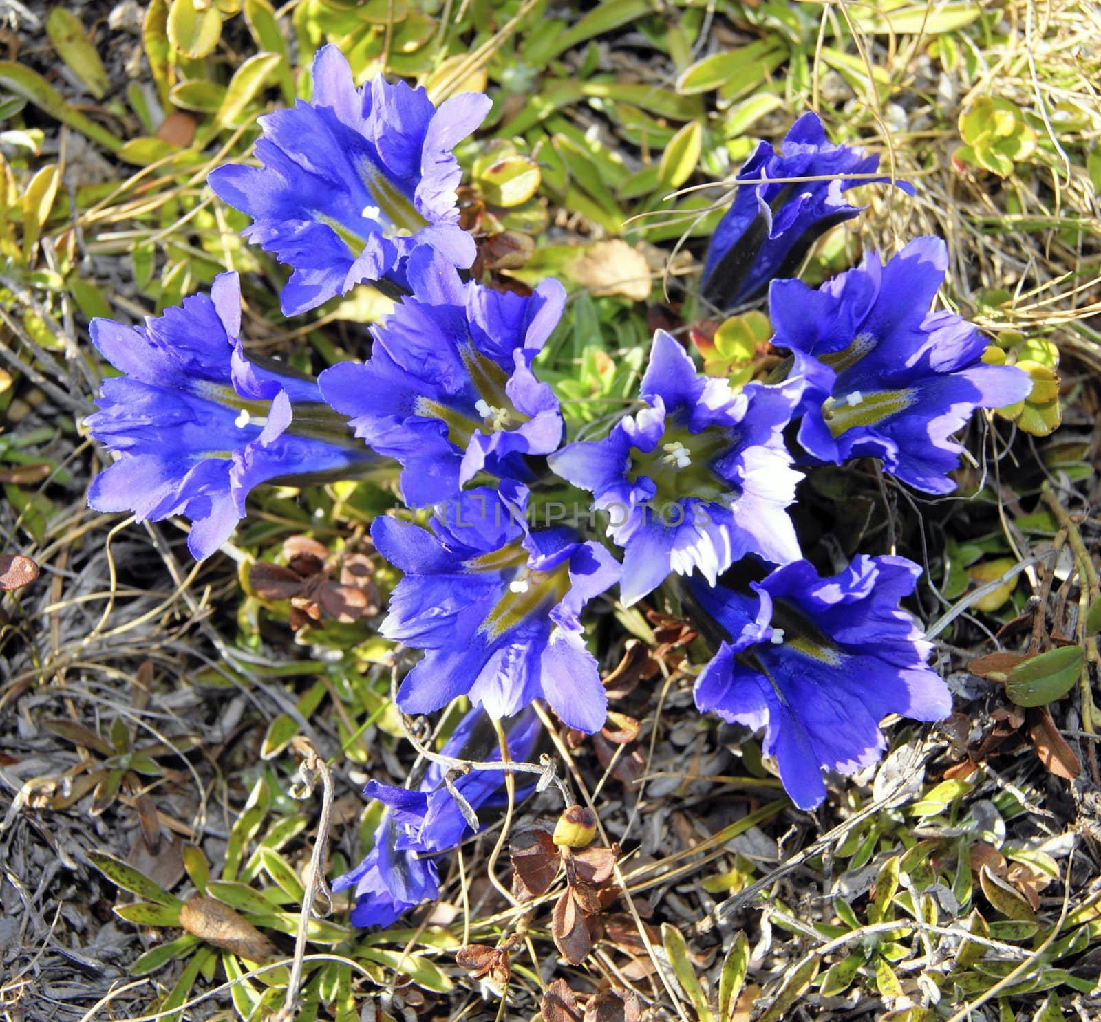 Blue flowerses in tundra by cobol1964