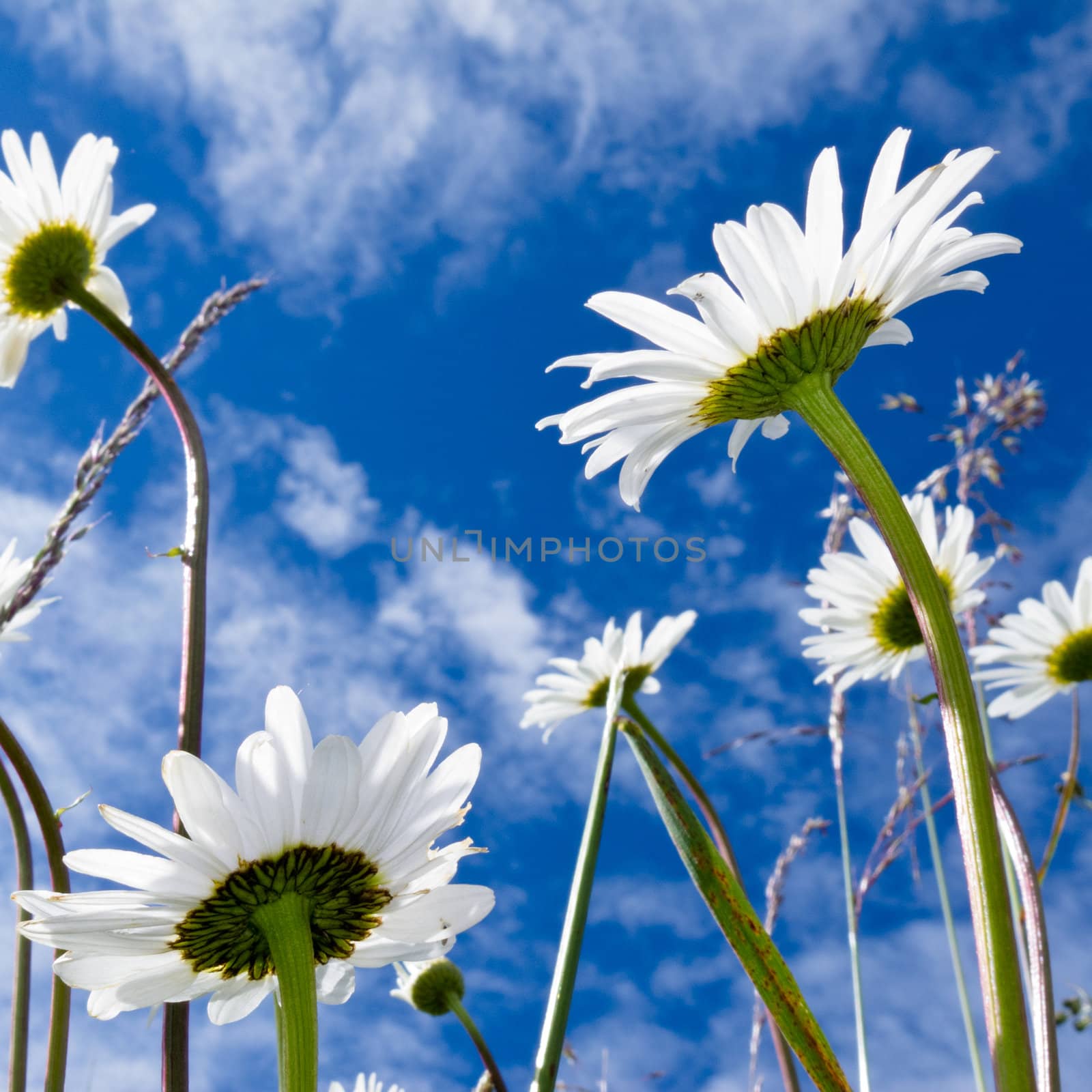 Close-up shot of white daisy flowers from below by PiLens