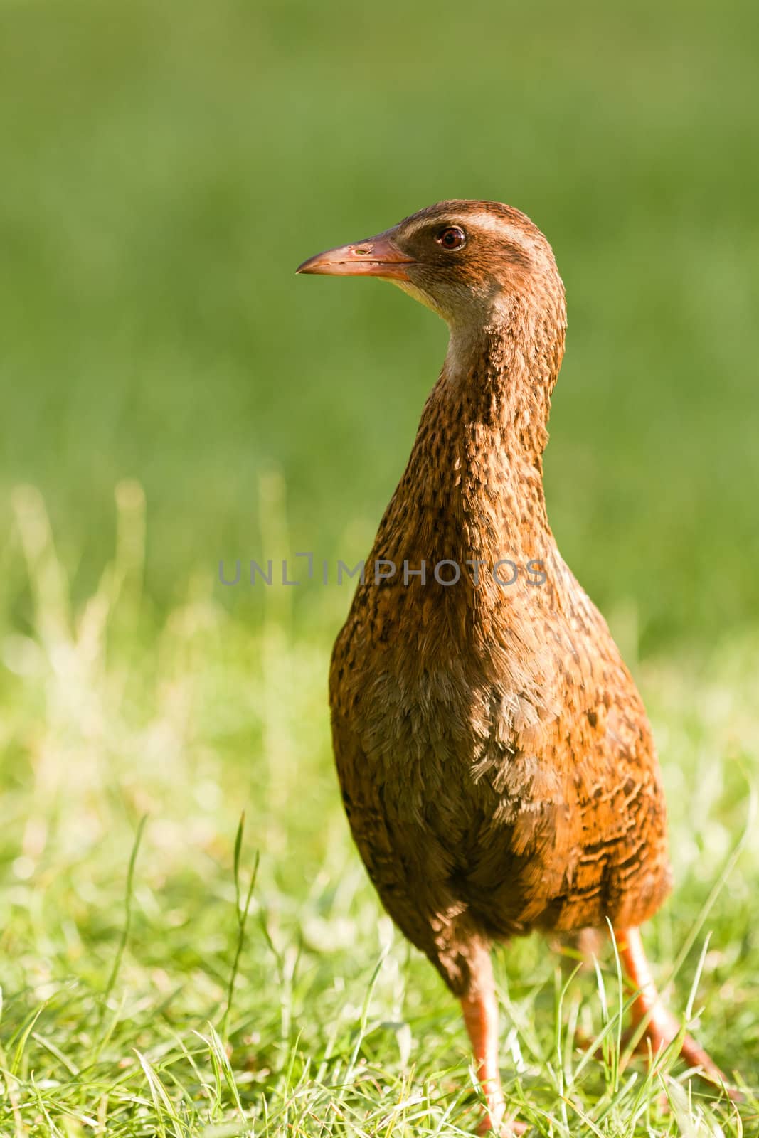 Flightless bird Weka or Woodhen, Gallirallus australis, is endemic to New Zealand