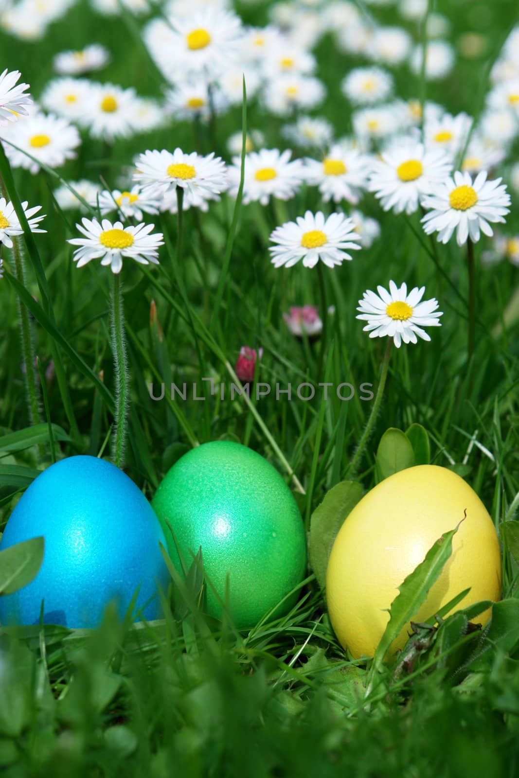 colorful Easter egg in the fresh  spring meadow