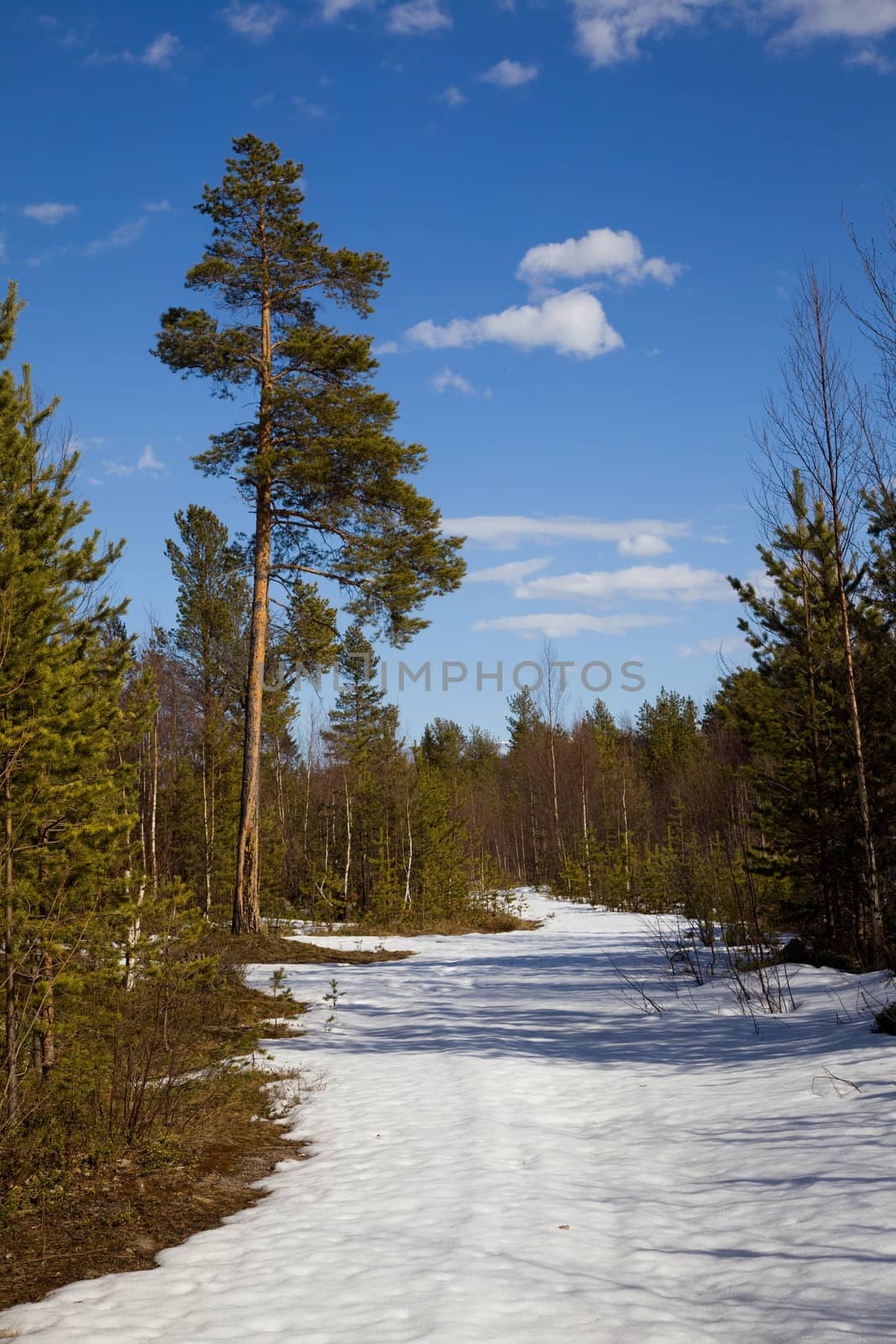 The end of winter in the taiga. Landscape against the blue sky