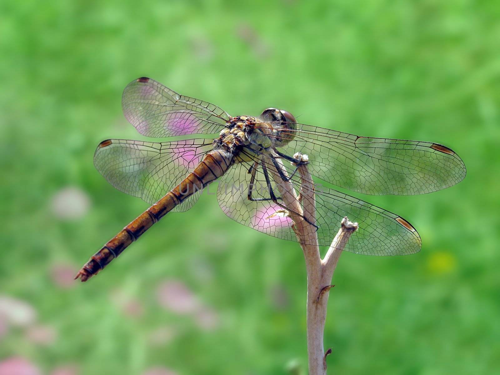 dragonfly on a meadow