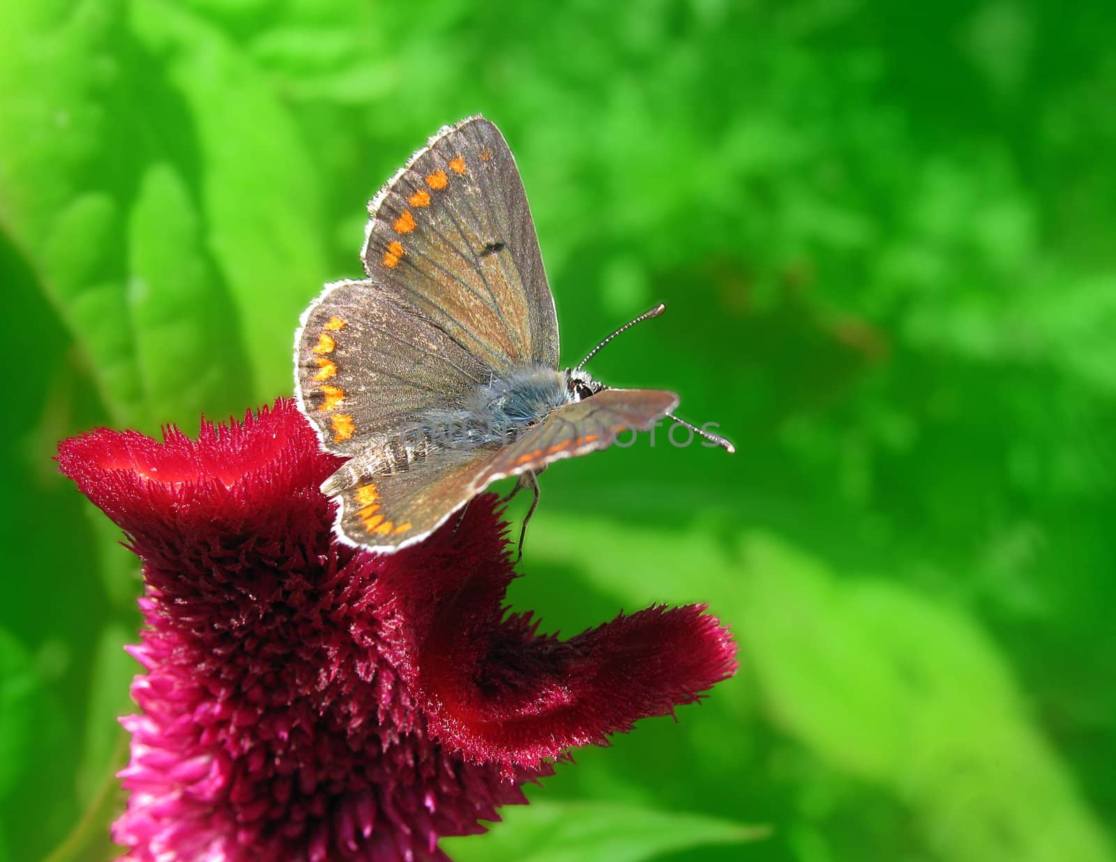 brown butterfly (lycaenidae) on flower over green