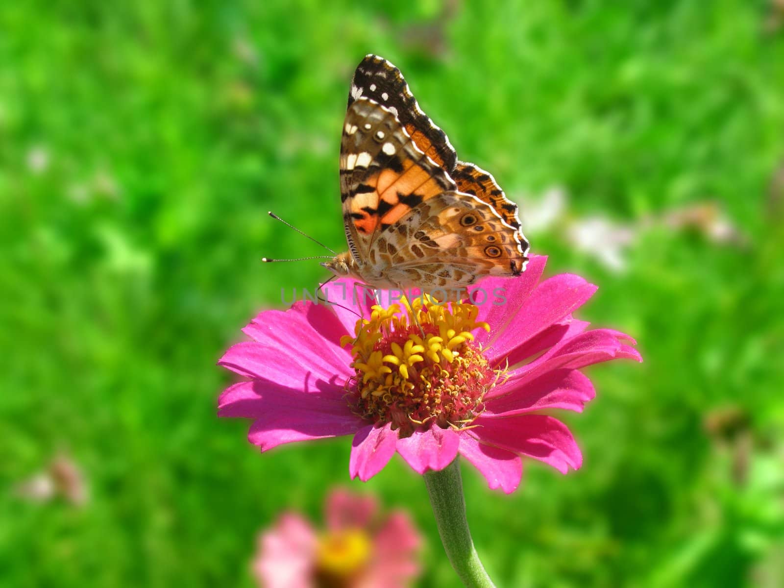 butterfly (Painted Lady) on flower (zinnia) over green