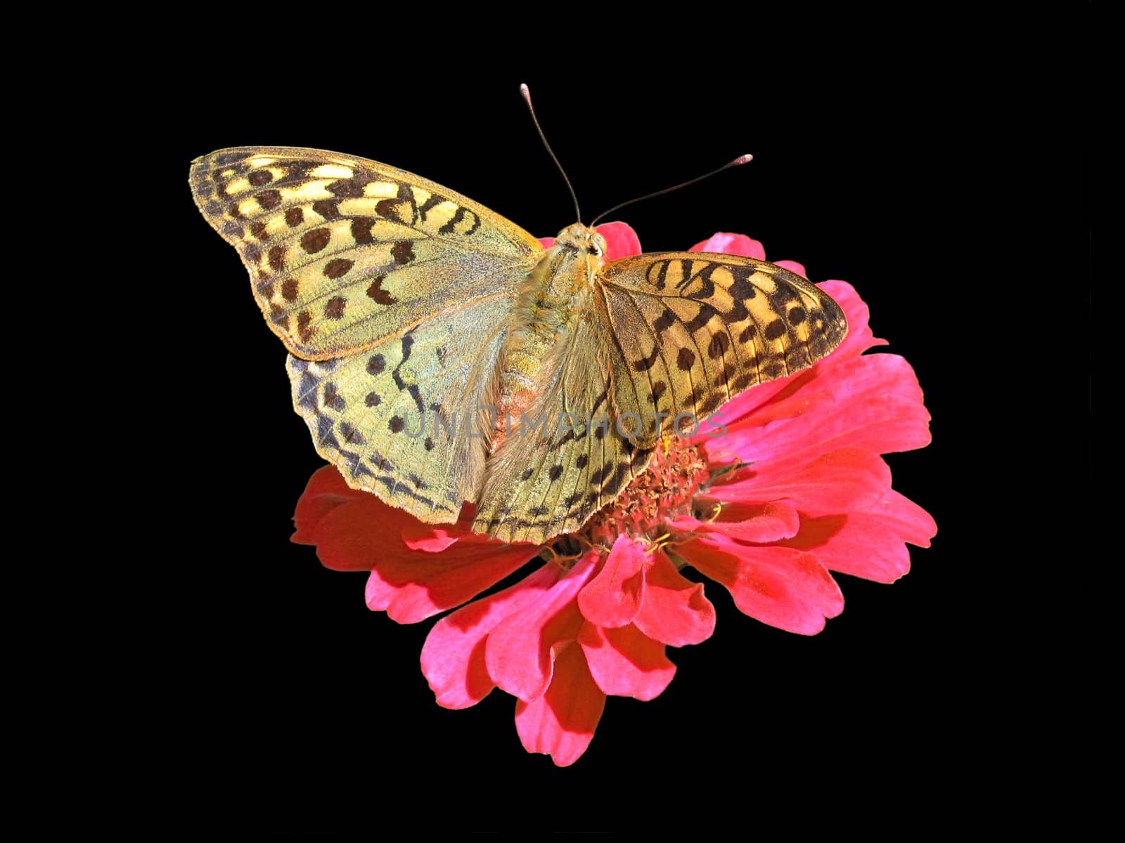 butterfly (Silver-washed Fritillary) on flower (zinnia) over black