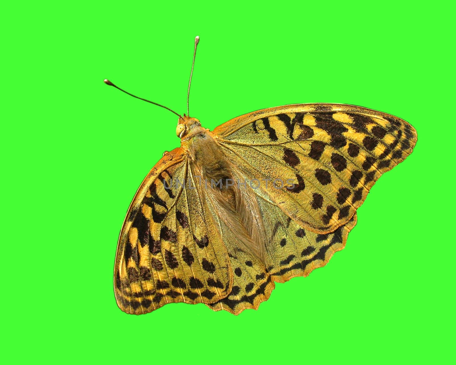 butterfly (Silver-washed Fritillary)