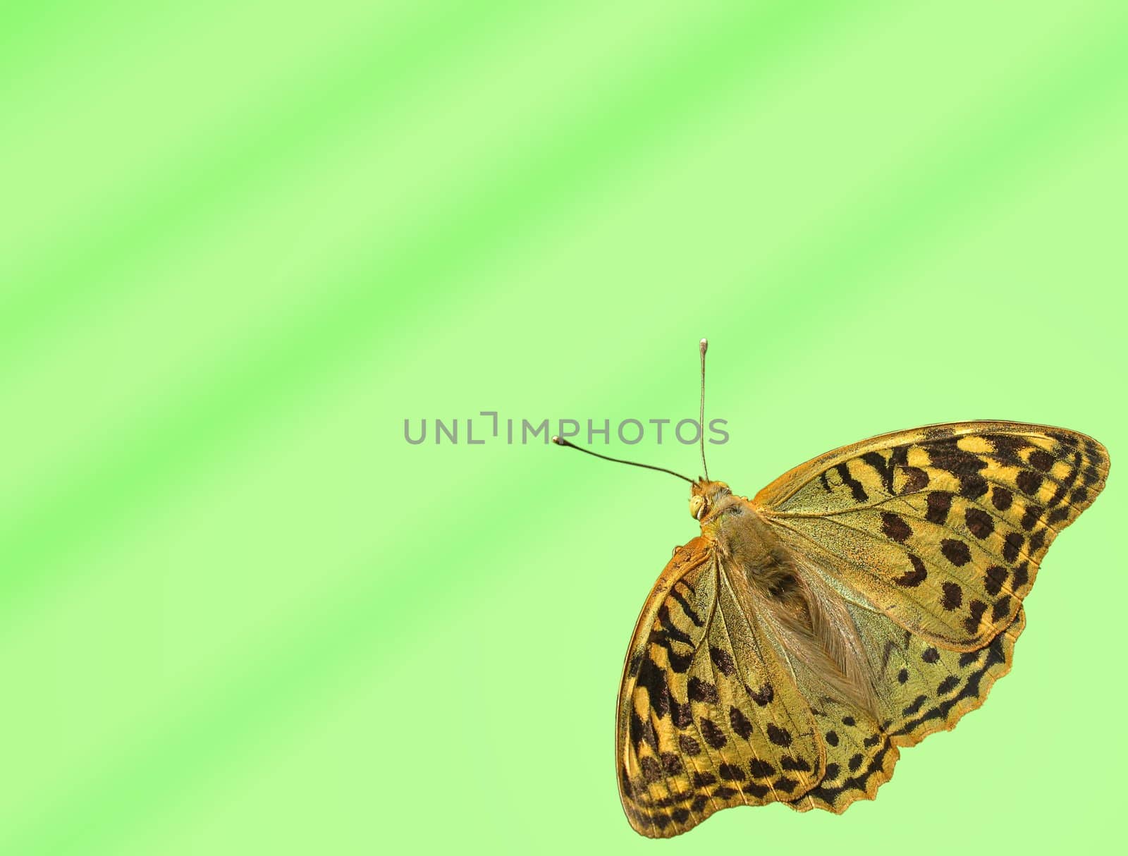 butterfly (Silver-washed Fritillary) over striped green backgroundflower (zinnia) over purple