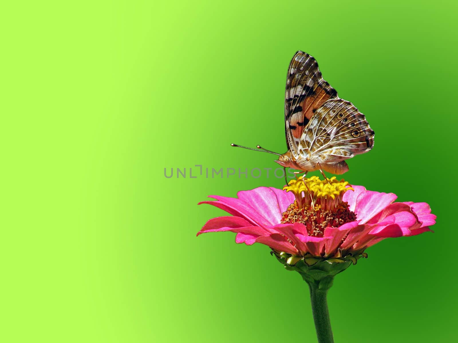 butterfly (Painted Lady) on flower (zinnia)