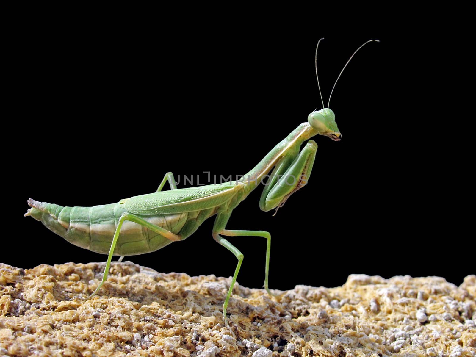 mantis on a stone over black