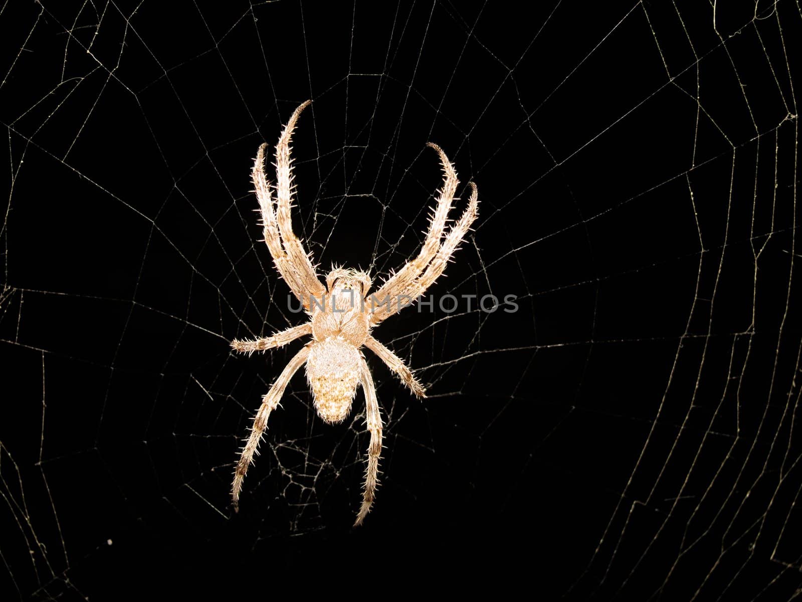 spider on cobweb over black