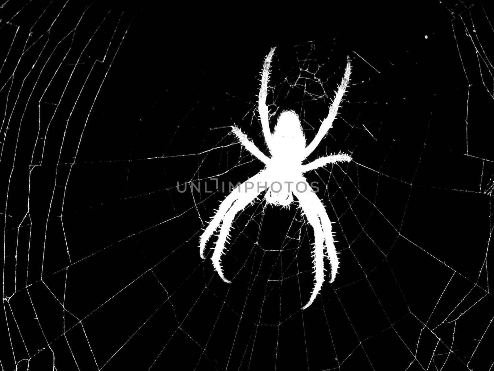 silhouette of spider on cobweb over black
