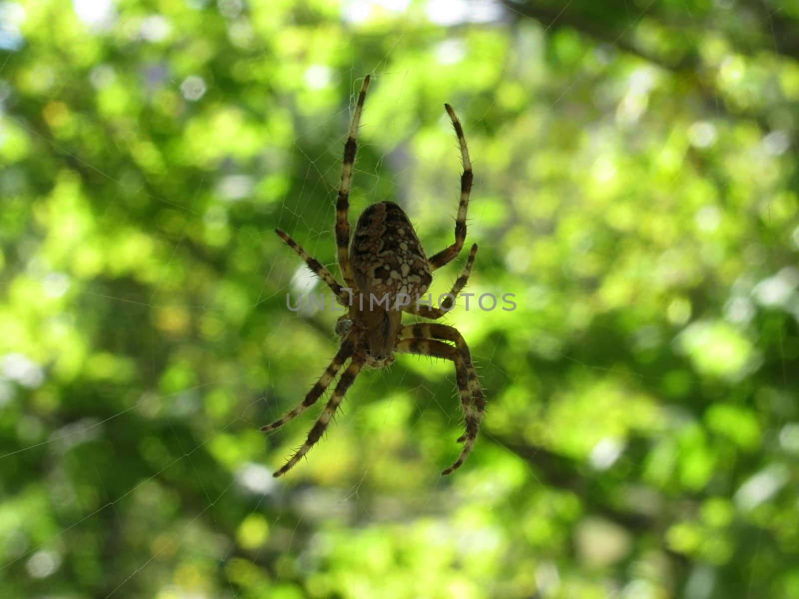 spider on cobweb