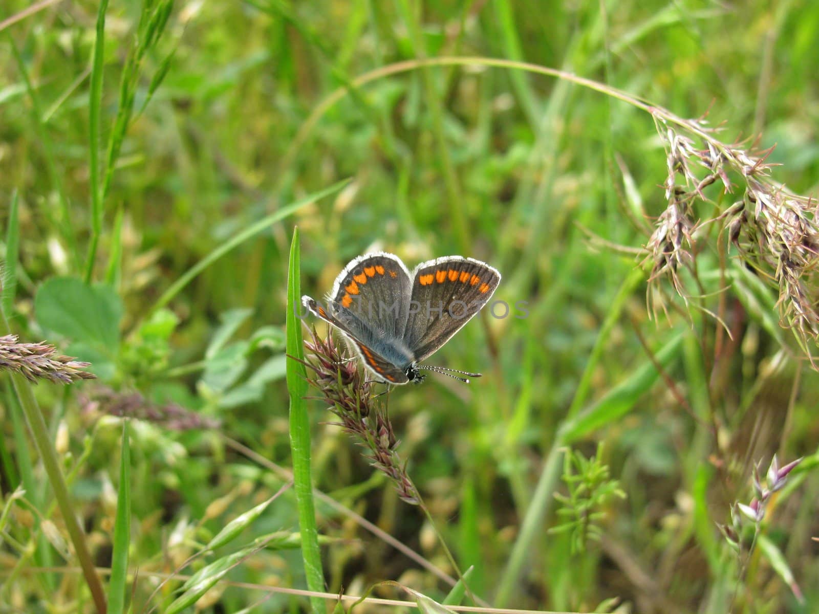 butterfly (lycaenidae) in a grass