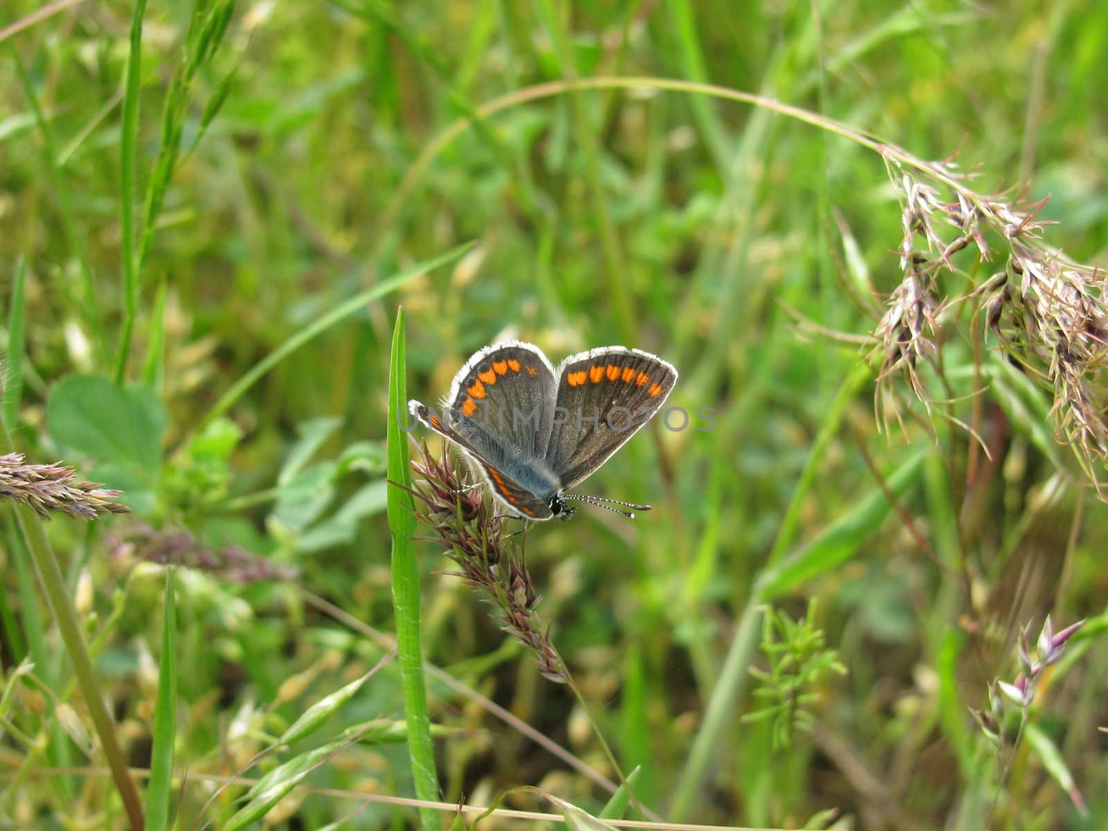 butterfly in a grass by romantiche