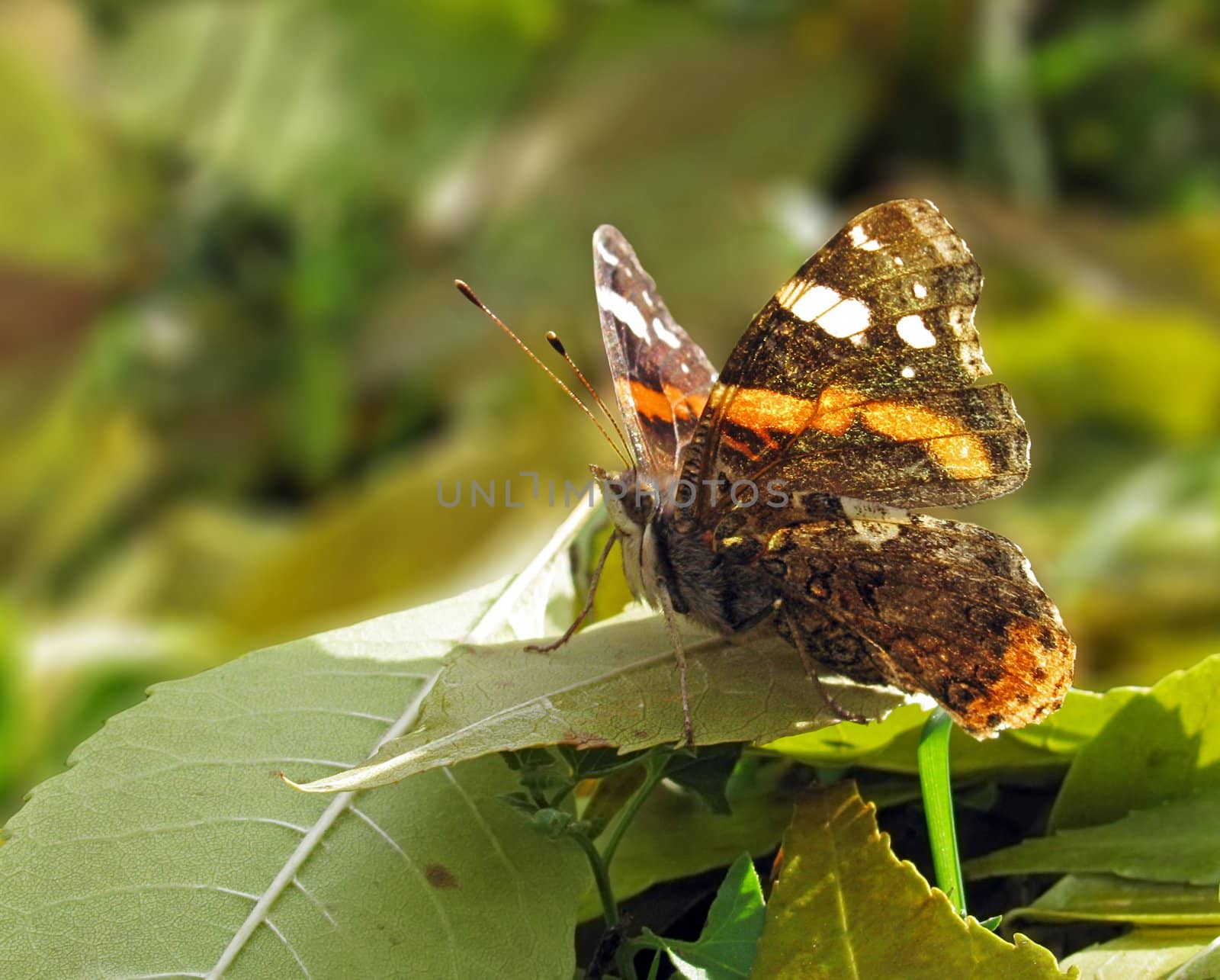 butterfly on leaf of tree by romantiche