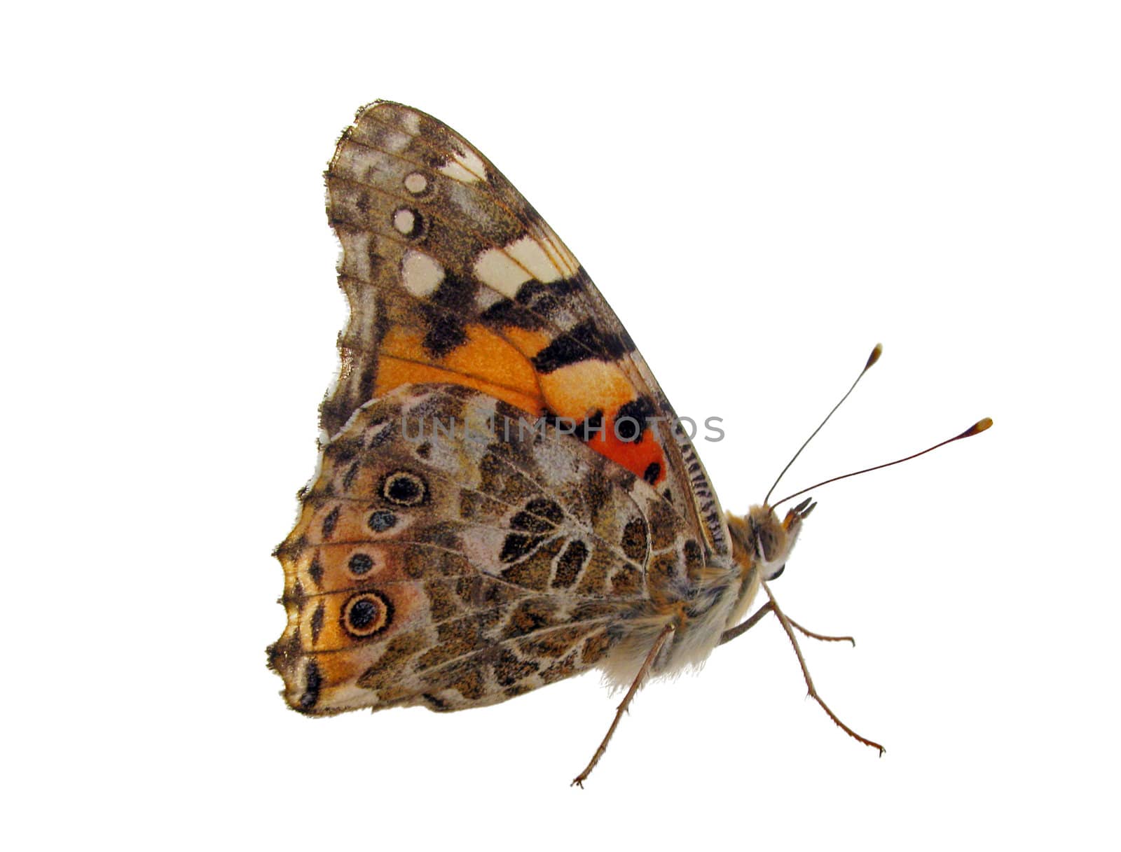 butterfly (Painted Lady) isolated on white