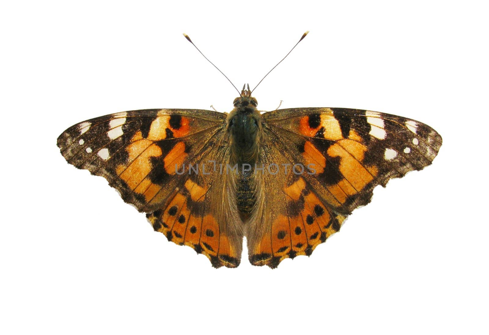 butterfly (Painted Lady) isolated on white