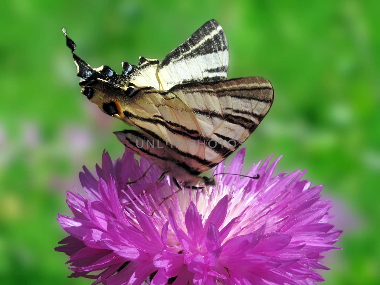 butterfly (Scarce Swallowtail) sitting on cornflower