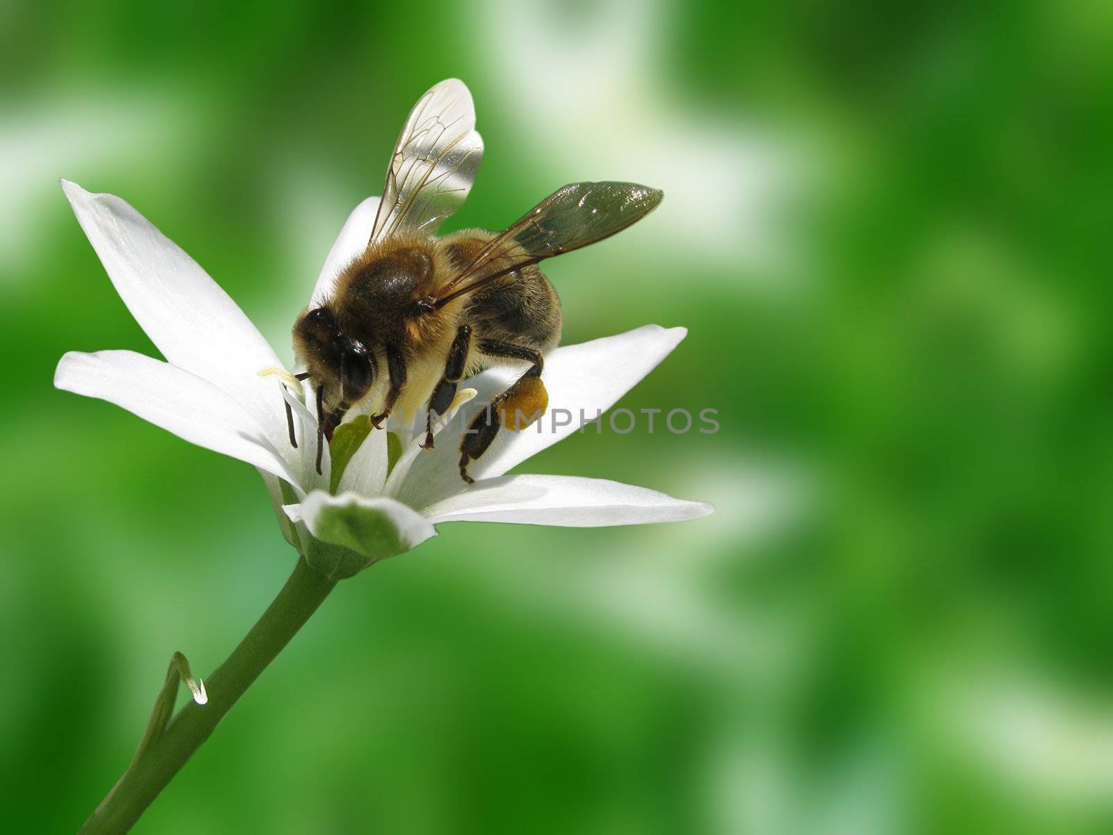 bee on flower by romantiche