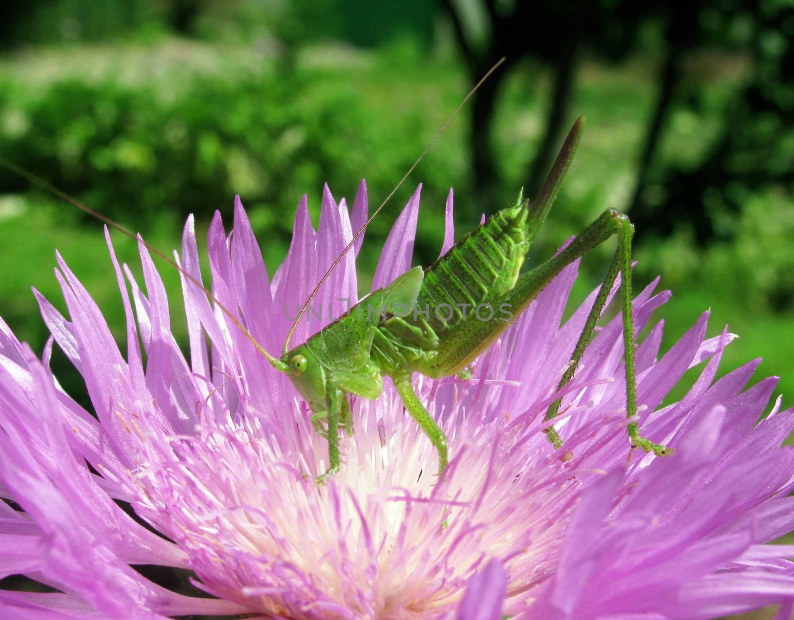 grasshopper on cornflower by romantiche