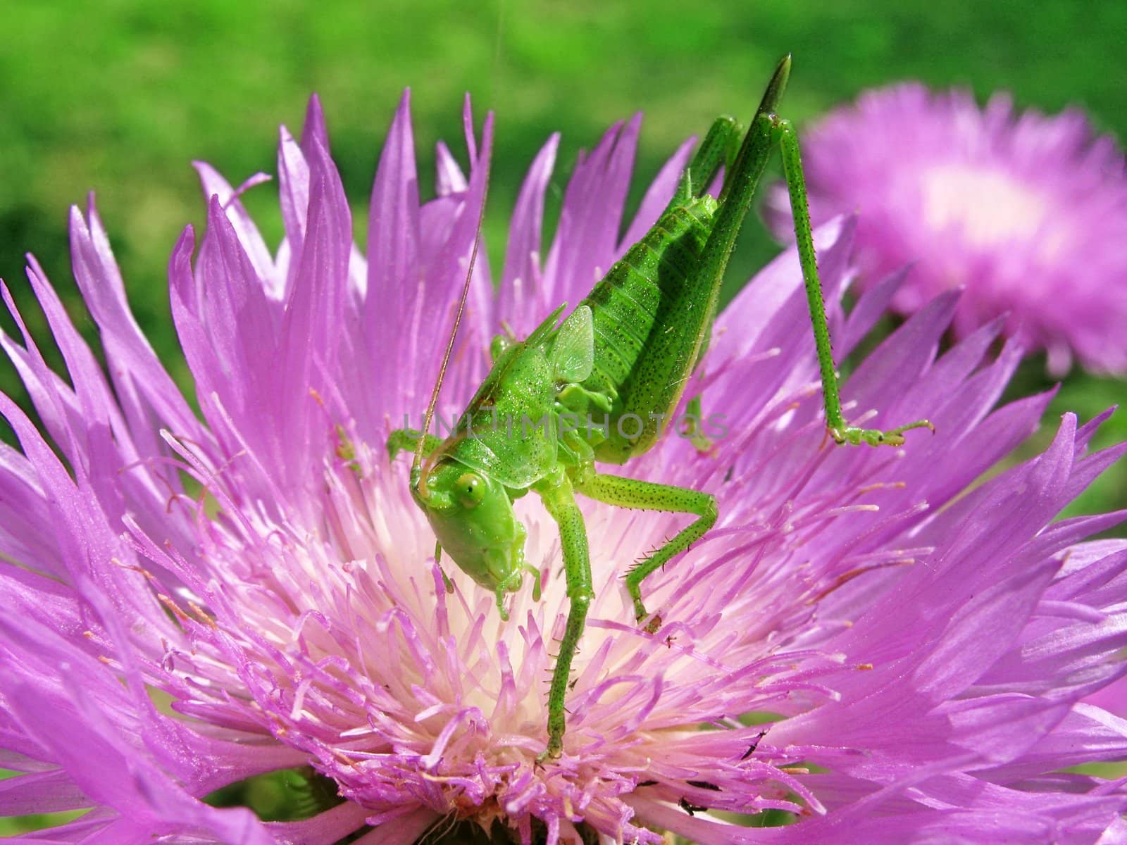 grasshopper sitting on cornflower