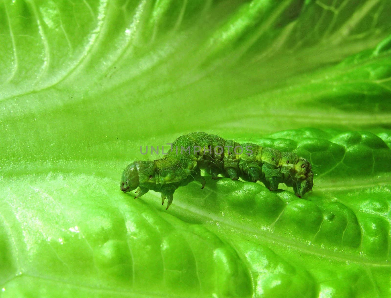 caterpillar on a green leaf