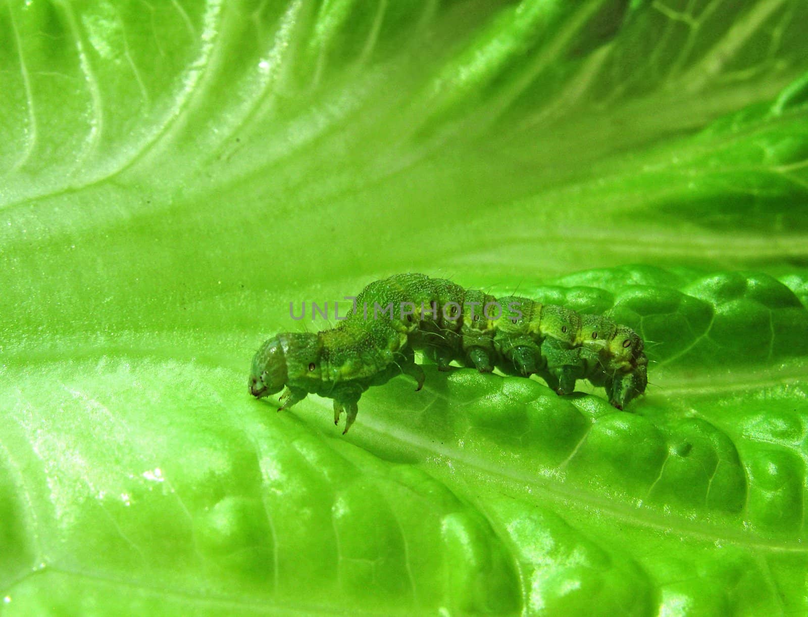 caterpillar on a green leaf