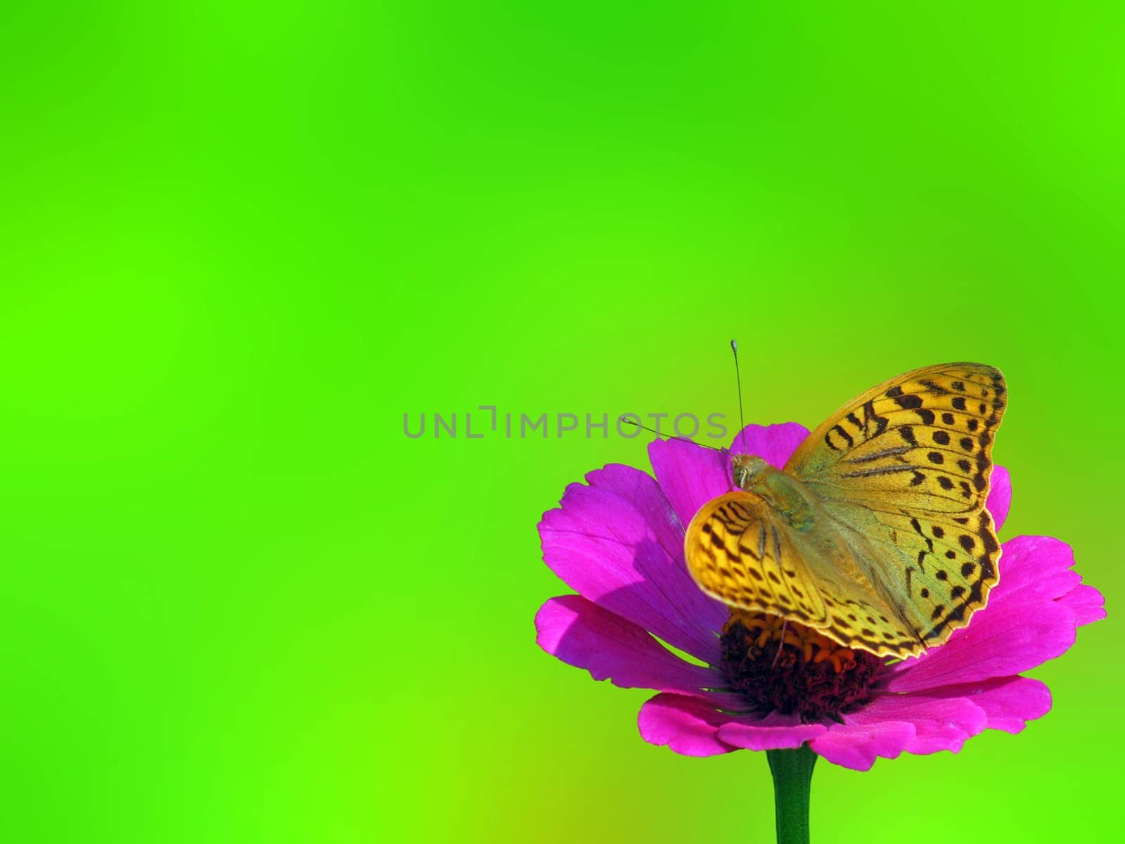 butterfly (Silver-washed Fritillary) sitting on flower (zinnia)