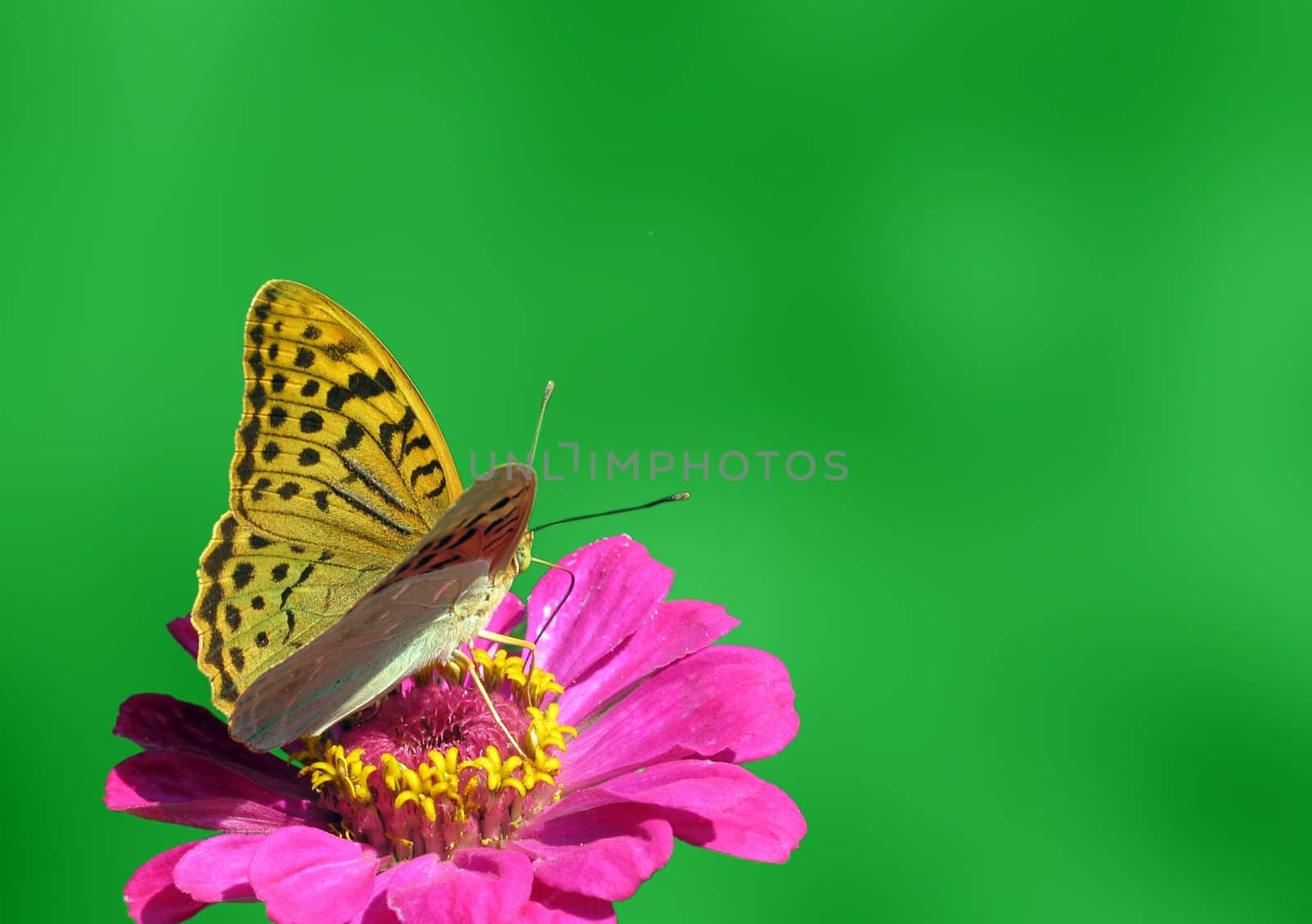 butterfly (Silver-washed Fritillary) sitting on flower (zinnia)