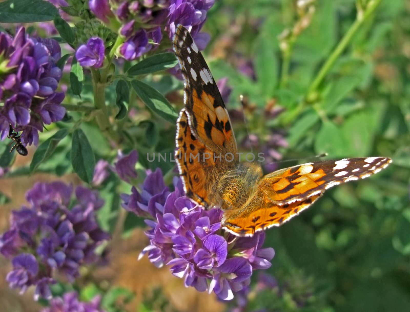 butterfly (Painted Lady) on wild flower