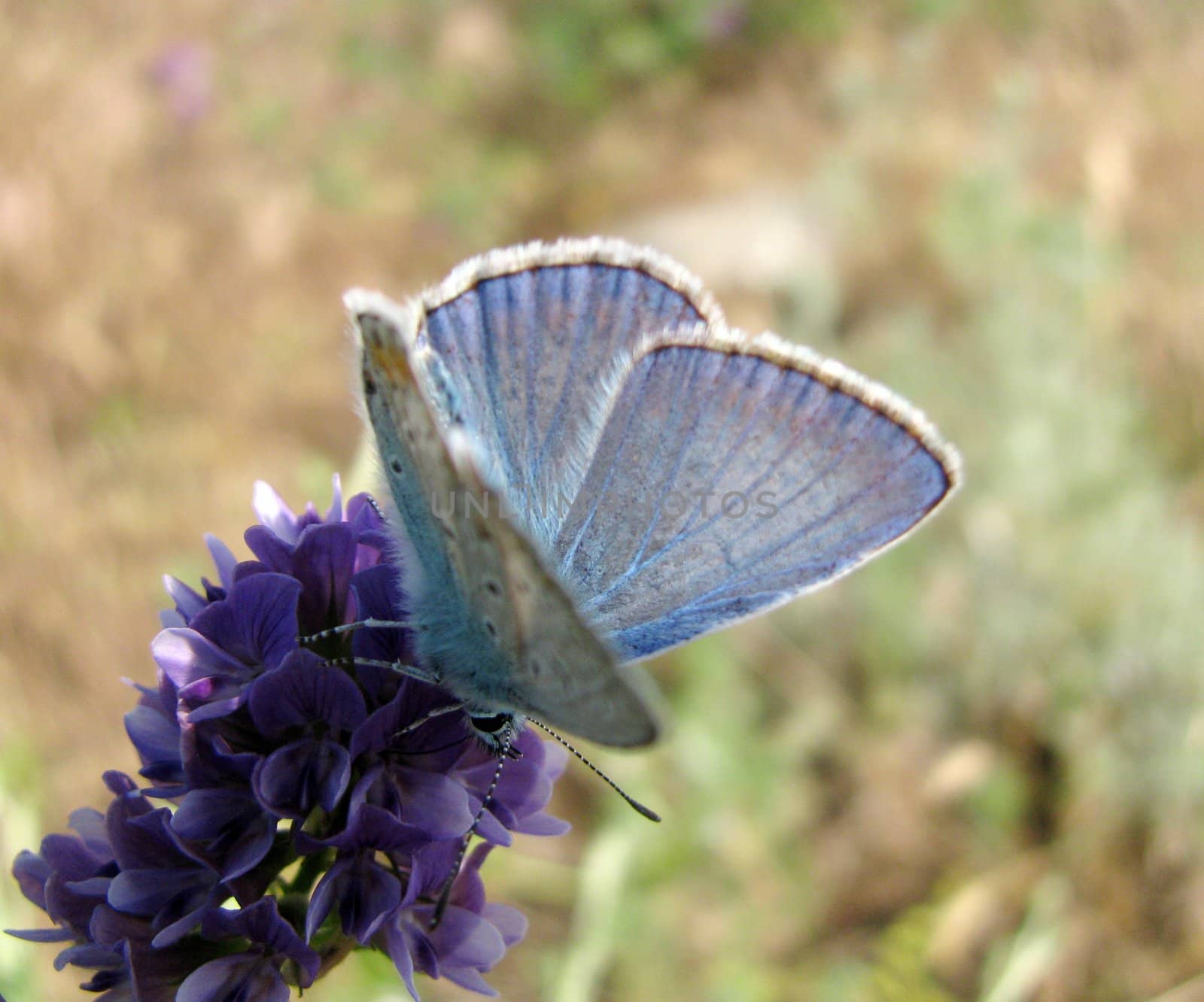 blue butterfly on a wild flower