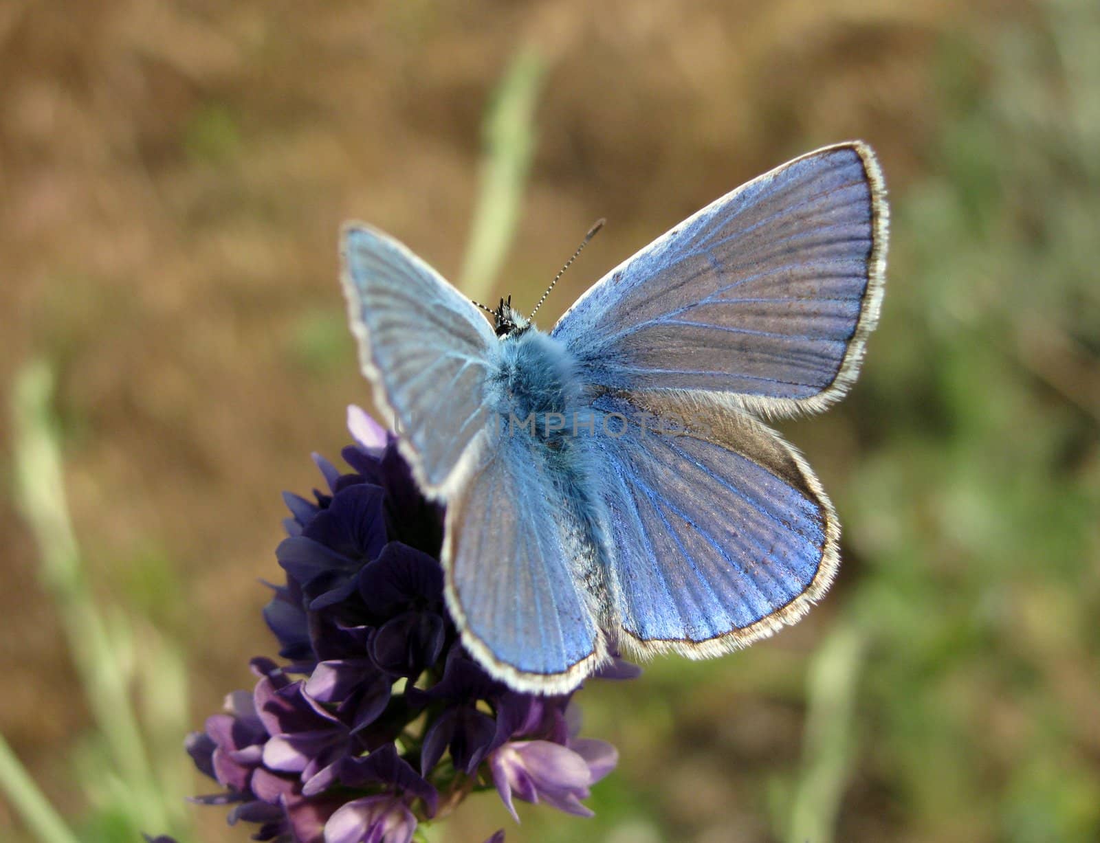 blue butterfly on a wild flower