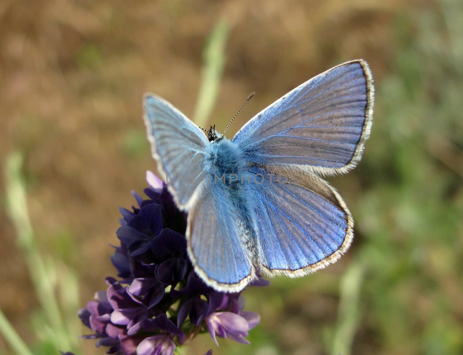 blue butterfly by romantiche