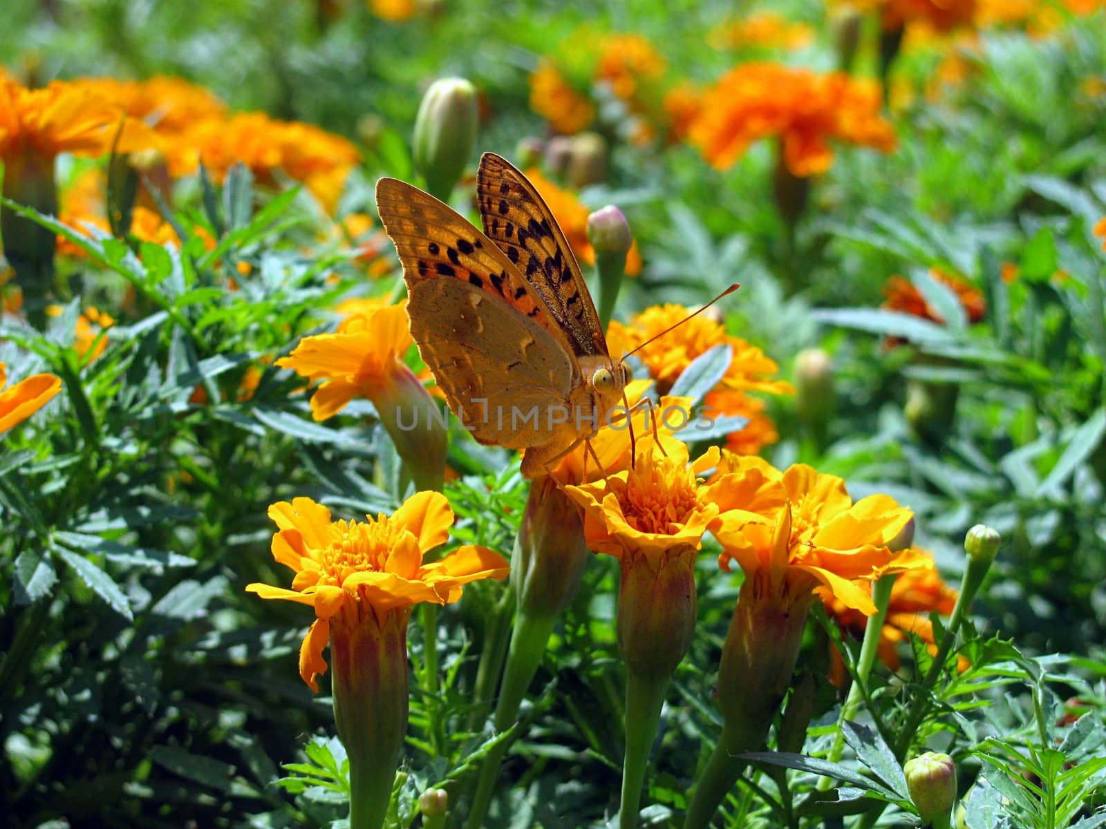 butterfly on flower by romantiche